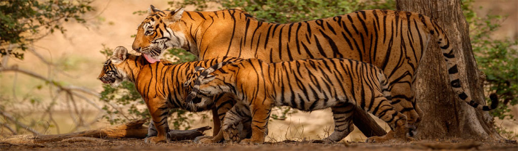 Jim Corbett Park - Blog