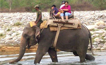jim corbett elephant safari booking-may, june & july