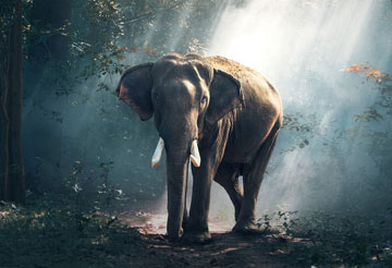 jim corbett group tour package