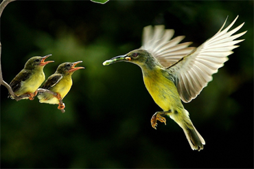 jim corbett river resort- may & june