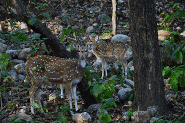 jim corbett school-college tour- may & june